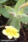 Mimulus moschatus