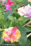 Mirabilis jalapa