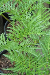 Molopospermum peloponnesiacum