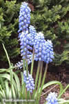 Muscari armeniacum