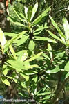 Myrica californica