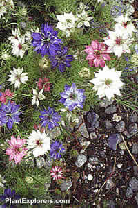Nigella damascena