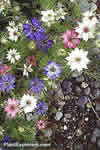 Nigella damascena