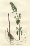 Nepeta cataria 'Citriodora'