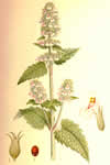 Nepeta cataria