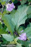 Nicandra physaloides