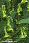 Nicotiana langsdorfii