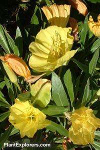 Oenothera macrocarpa
