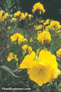Oenothera fruticosa 'Youngii'