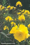 Oenothera fruticosa 'Youngii'