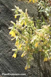 Onosma sericeum