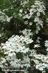 Olearia phlogopappa