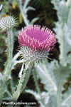 Onopordum acanthium