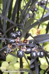 Ophiopogon planiscapus 'Nigrescens'