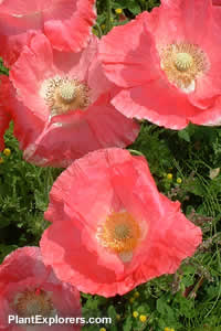 Papaver rhoeas 'Shirley Types'