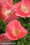 Papaver rhoeas 'Shirley Types'