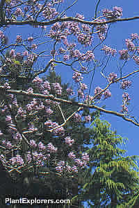 Paulownia tomentosa