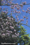 Paulownia tomentosa 'tsinglingensis'