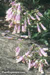 Penstemon hirsutus var. pygmaeus