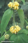 Phlomis russeliana