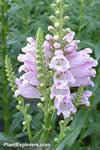 Physostegia virginiana