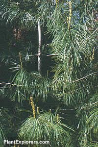 Pinus armandii