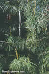 Pinus armandii