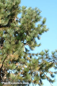 Pinus ponderosa