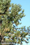 Pinus ponderosa