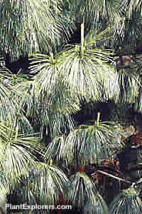 Pinus wallichiana
