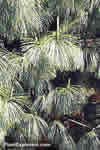 Pinus wallichiana