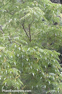 Platycarya strobilacea
