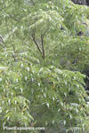 Platycarya strobilacea