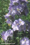 Polemonium caeruleum