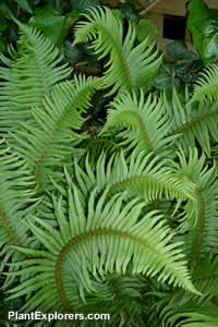 Polystichum munitum