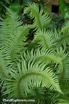 Polystichum munitum
