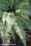 Polystichum neolobatum