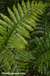 Polystichum polyblepharum