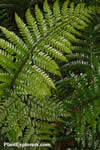 Polystichum polyblepharum