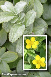 Potentilla peduncularis