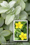 Potentilla peduncularis
