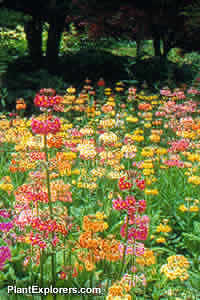 Primula - VanDusen Group