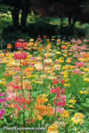 Primula - VanDusen Group