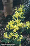 Primula elatior