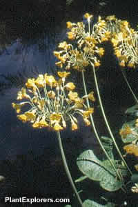 Primula florindae