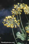 Primula florindae