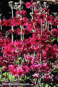 Primula japonica 'Miller's Crimson'