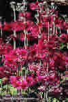 Primula japonica 'Miller's Crimson'
