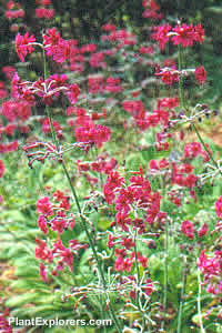 Primula pulverulenta