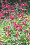 Primula pulverulenta